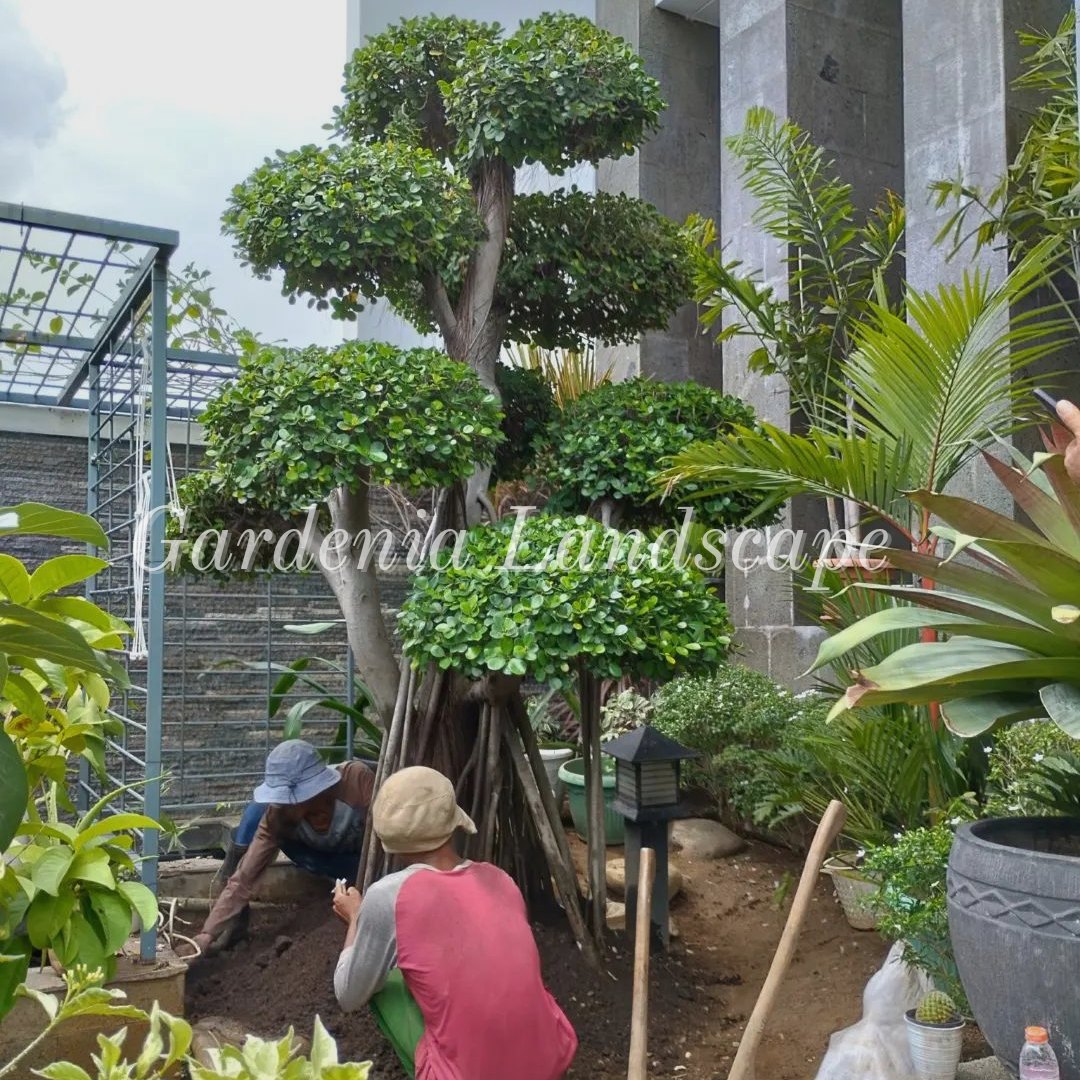 Dua pekerja sedang menata tanaman di taman dengan pohon bonsai besar