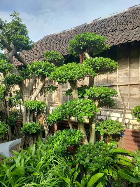 Deretan pohon bonsai di depan rumah kayu beratap genteng